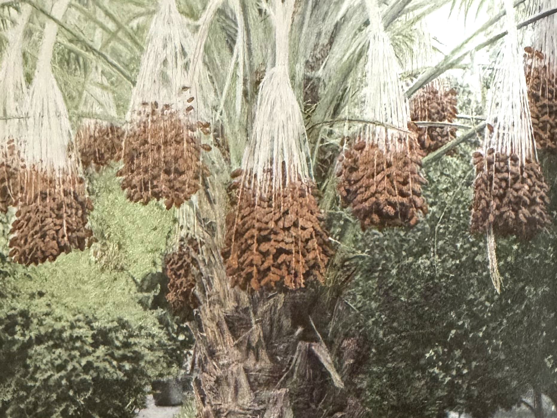 Date palms