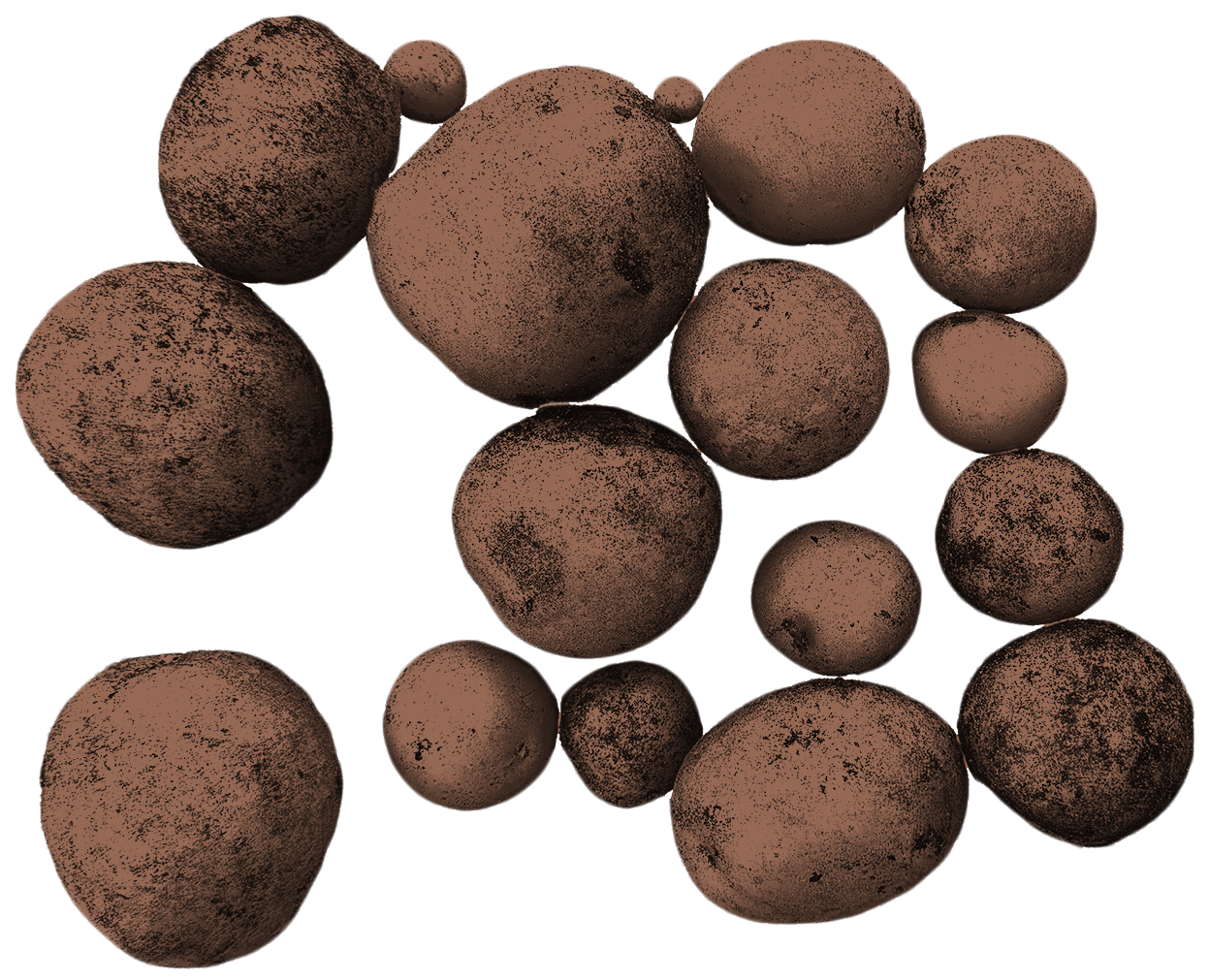 Potato harvest